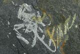 Fossil Graptolite (Didymograptus) Cluster - Wales #353823-1
